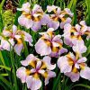 Iris Sibirica Rikugi Sakura